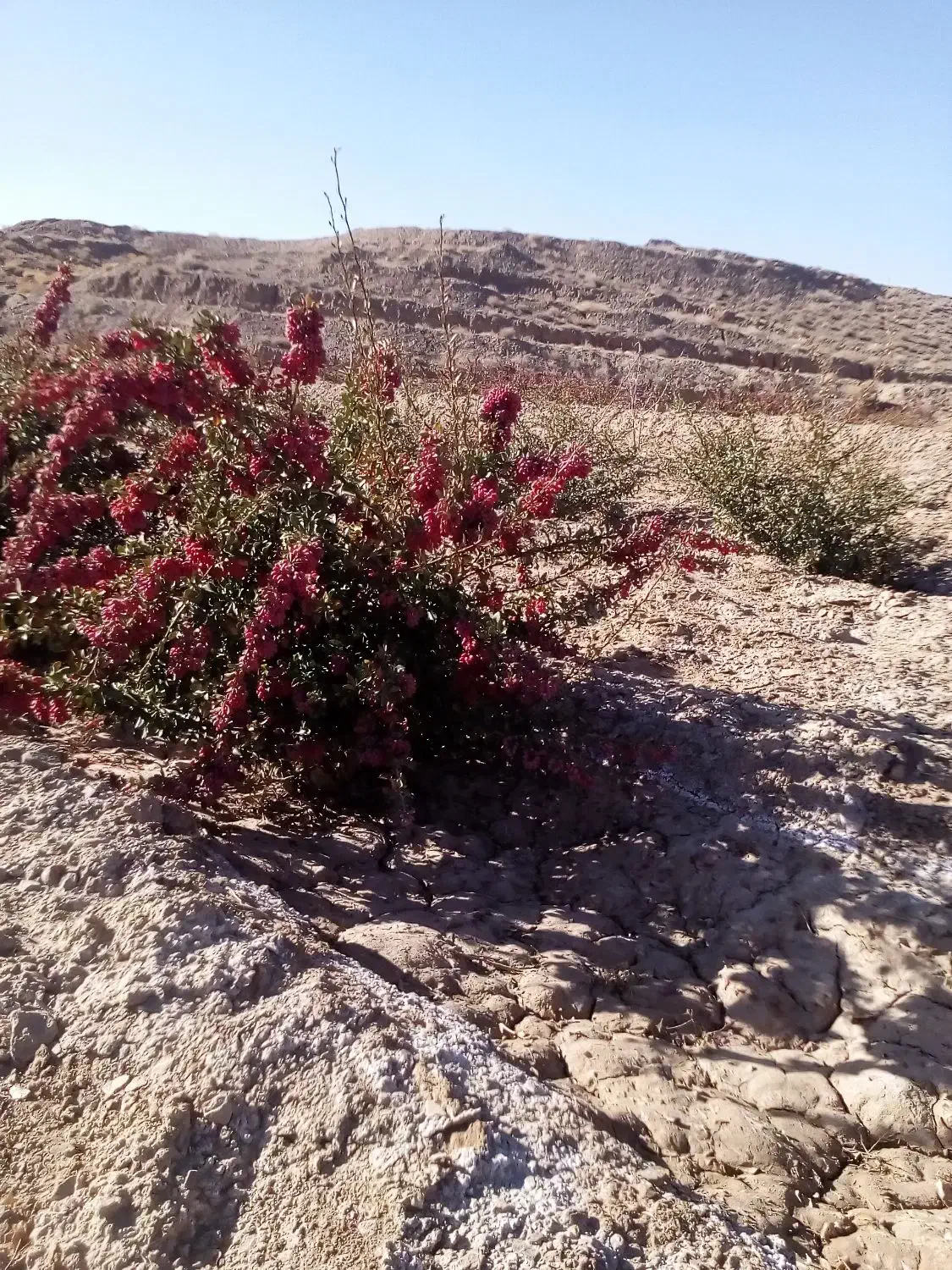 باغ زرشک نهال ۵ ساله همراه ۵ساعت|فروش زمین و ملک کلنگی|قائن, |دیوار