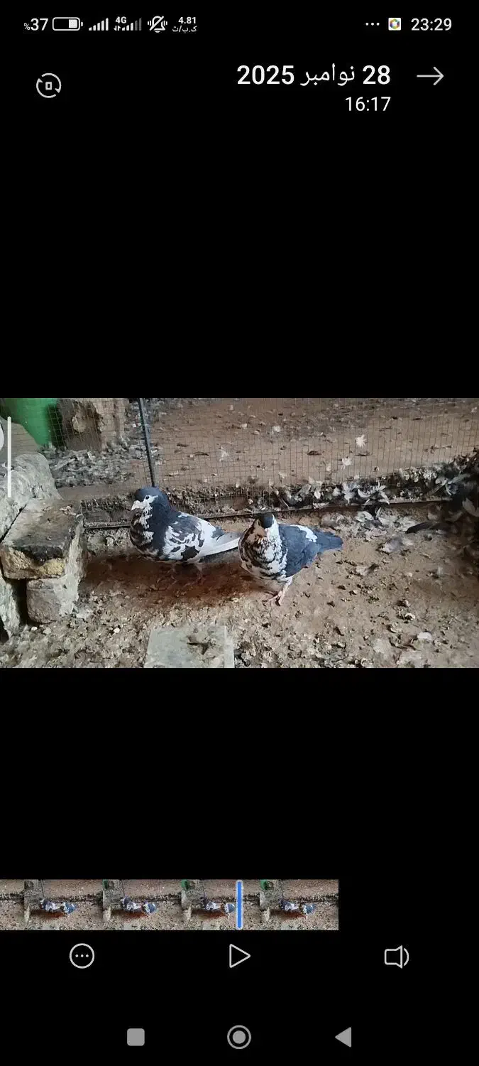 چندعددساده افشونی گل سرخ نرماده|پرنده|بردسکن, |دیوار