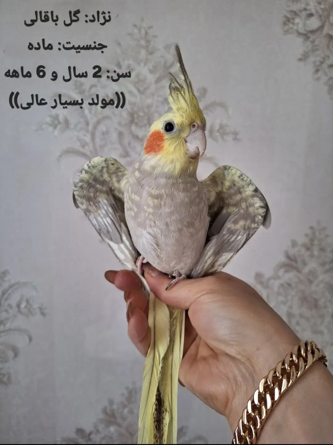 فروش عروسهای هلندی|پرنده|اردبیل, |دیوار