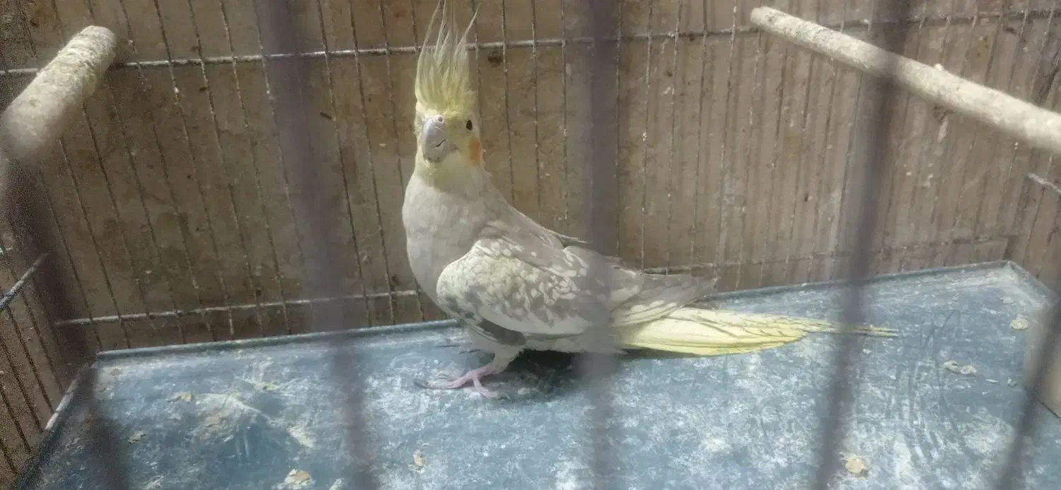 عروس هلندی|پرنده|قم, در بهشت|دیوار