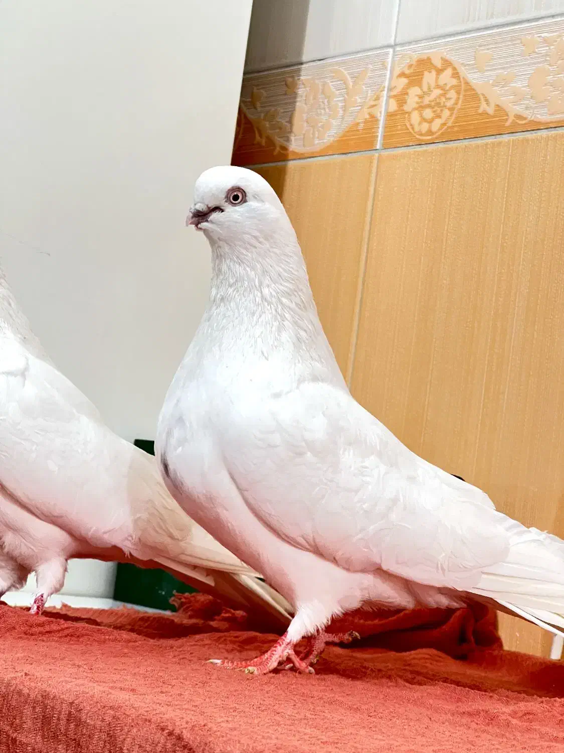 ۱۲عدد|پرنده|مهاباد (آذربایجان غربی), |دیوار