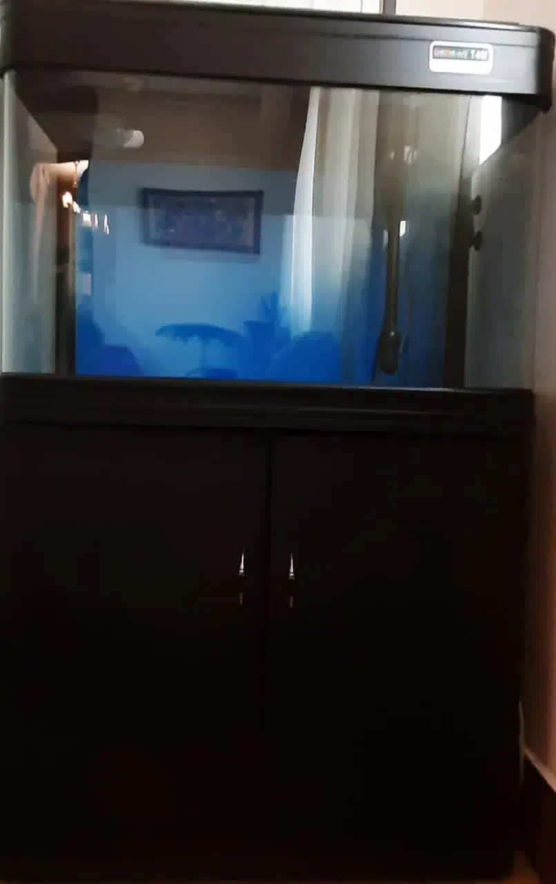 آکواریوم|ماهی|بندرعباس, |دیوار