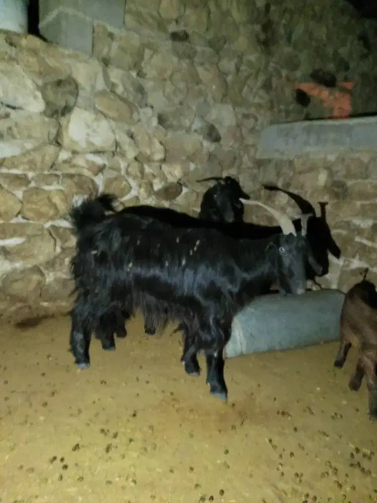 بز فروشی|حیوانات مزرعه|دهدشت, |دیوار