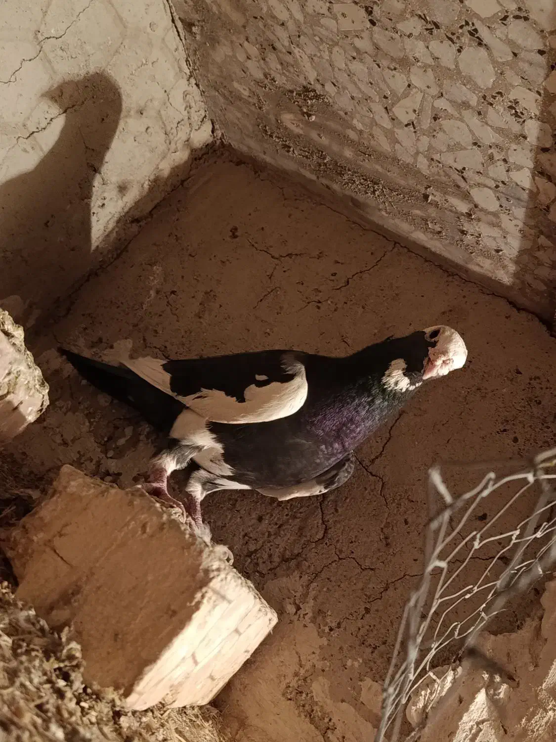 نر پلنگ گرفتنی|پرنده|زابل, |دیوار