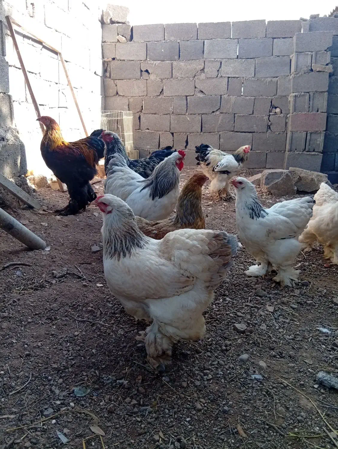 تخم مرغ نطفه دار برهما اصیل|حیوانات مزرعه|منجیل, |دیوار