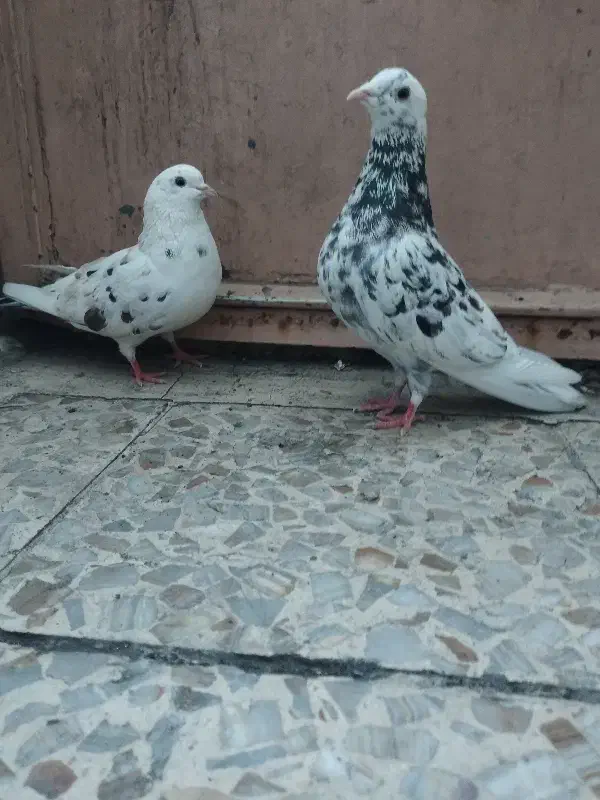 نر سرور نر وماده پرشی دهن جور|پرنده|قم, نوبهار|دیوار