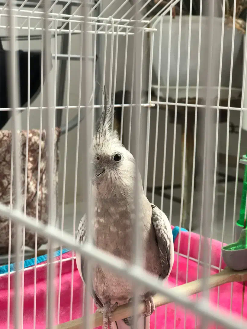 عروس هلندی|پرنده|دامغان, |دیوار