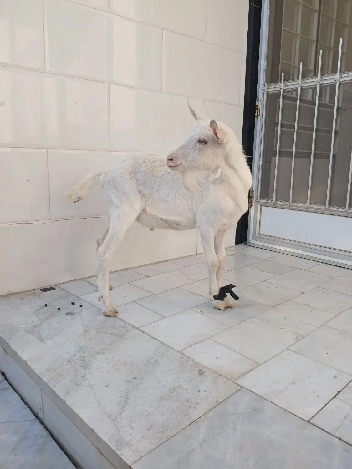 بزغاله نرسانن|حیوانات مزرعه|میبد, |دیوار