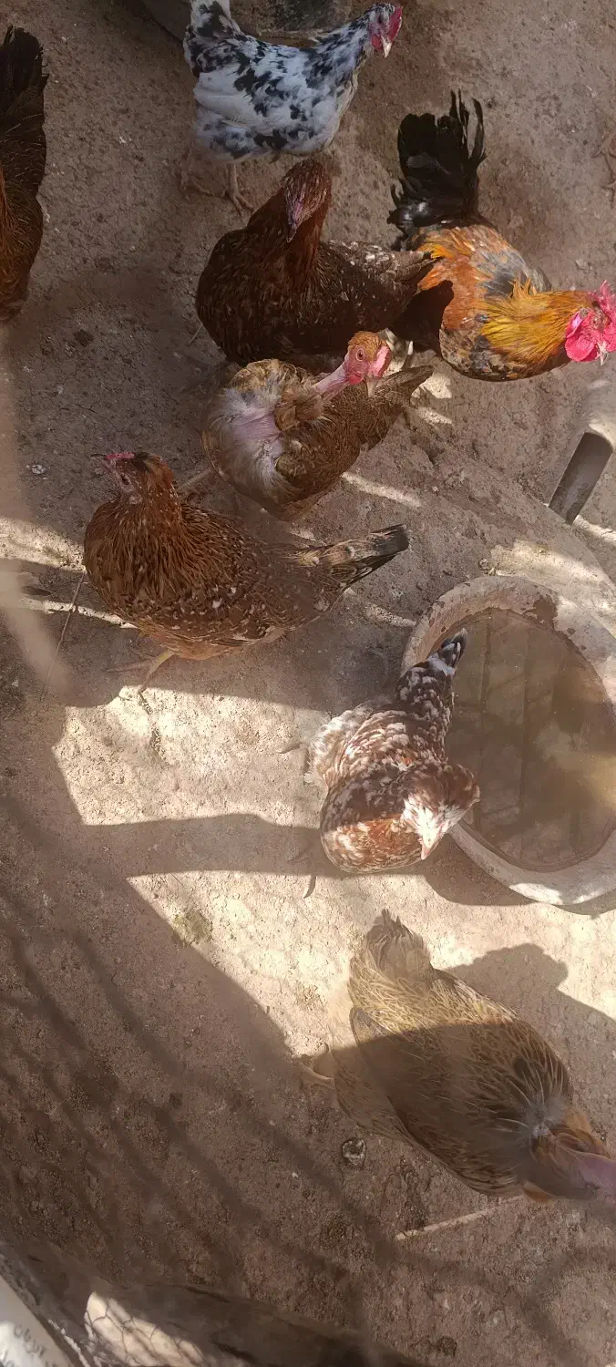 فروش مرغ|حیوانات مزرعه|پاتاوه, |دیوار