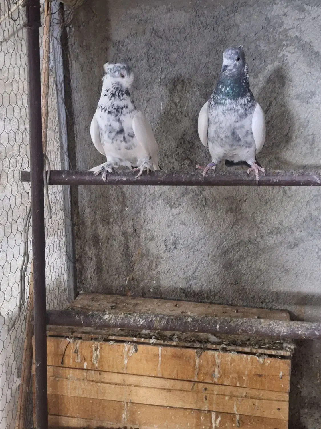 کفترپرشی|پرنده|اسلام‌شهر, شهرک سالور|دیوار