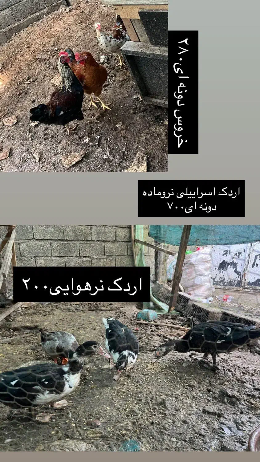 اردک اسرائیلی|حیوانات مزرعه|رانکوه, |دیوار