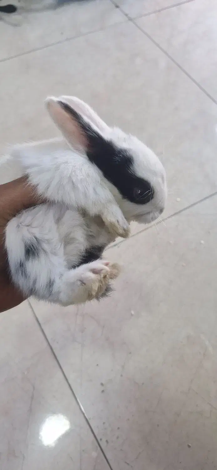 خرگوش  چشم شرابی|موش و خرگوش|شهریار, شهرک وائین|دیوار