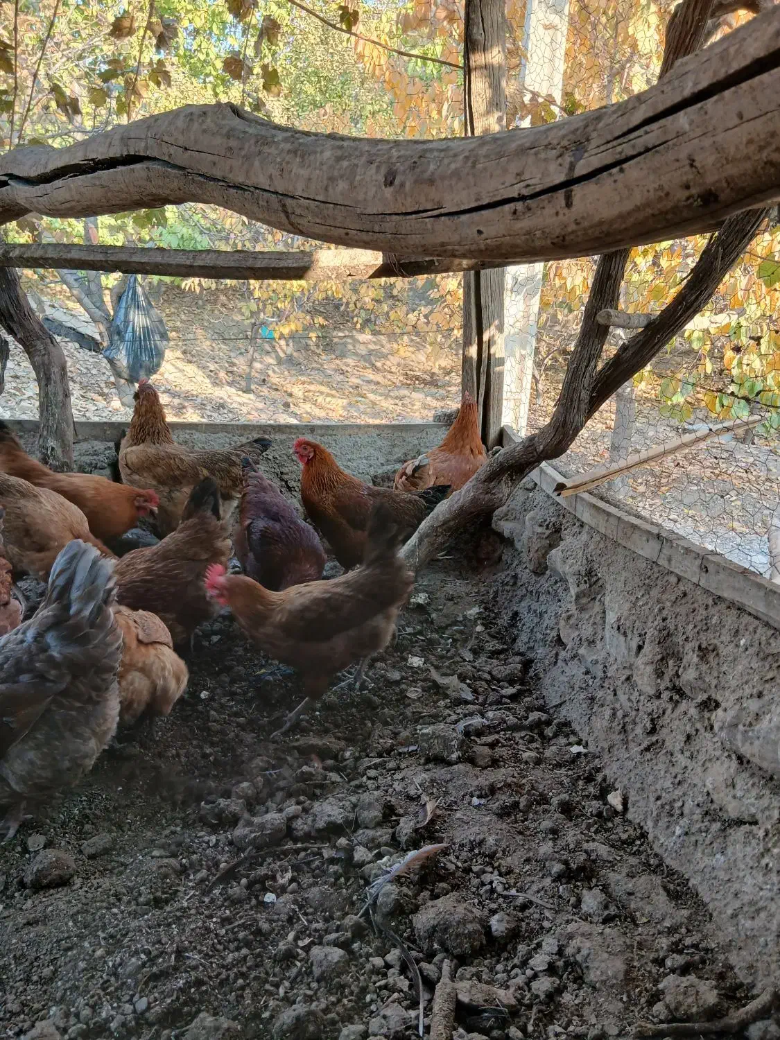 مرغ محلی تخمگذار|حیوانات مزرعه|هشتگرد, هیو|دیوار