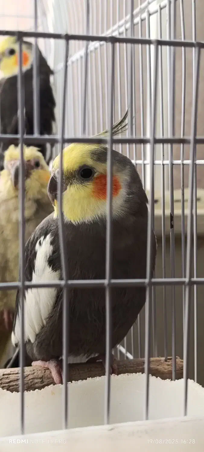 یک عدد عروس هلندی نر|پرنده|فردیس, سرحدی|دیوار