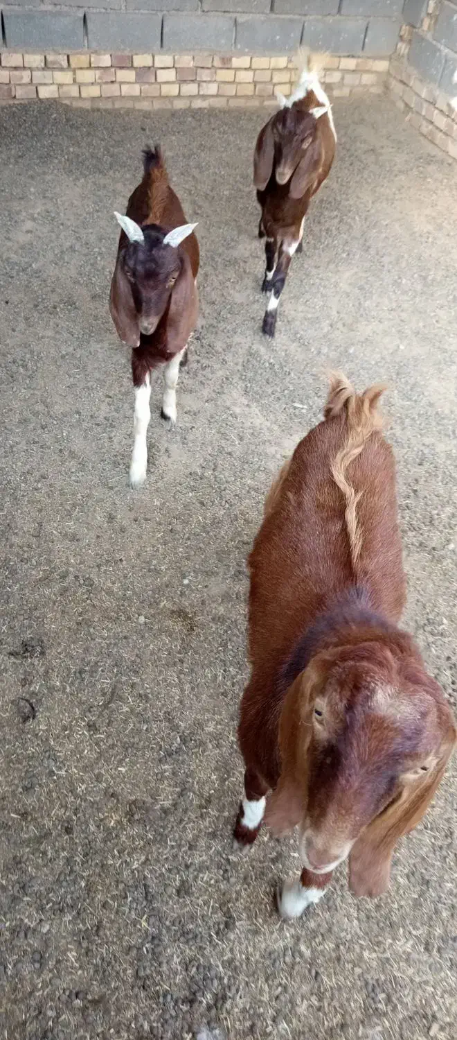 بزغاله نر|حیوانات مزرعه|انبارآلوم, |دیوار