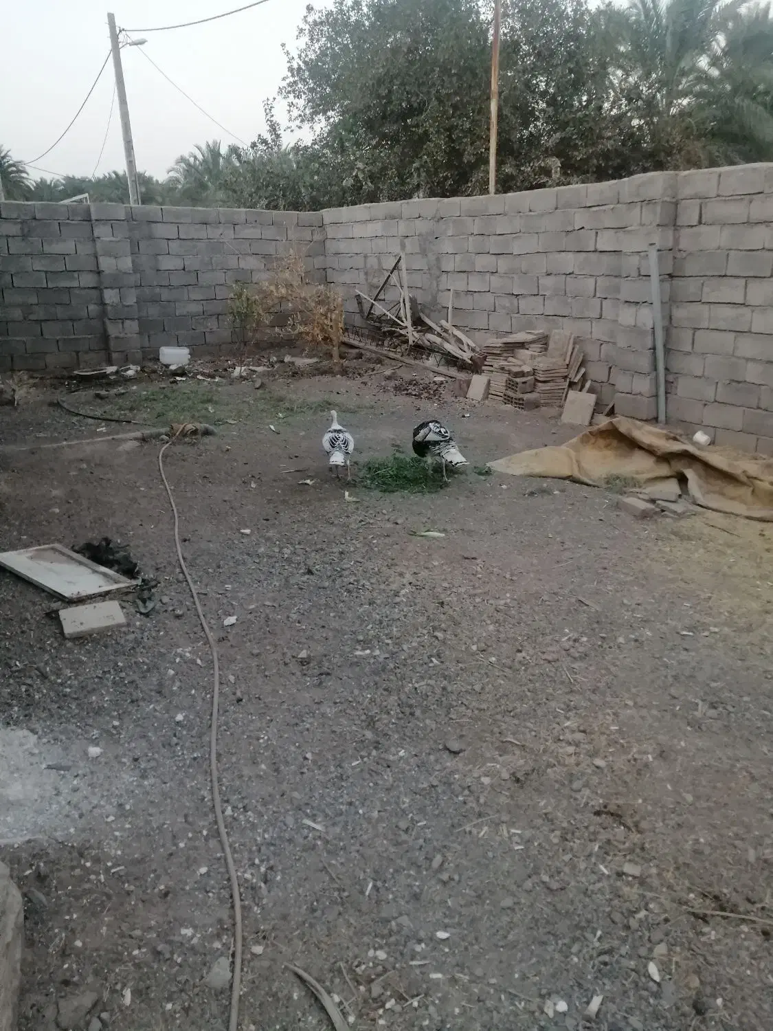 یک جفت بوقلمون|حیوانات مزرعه|بم, |دیوار