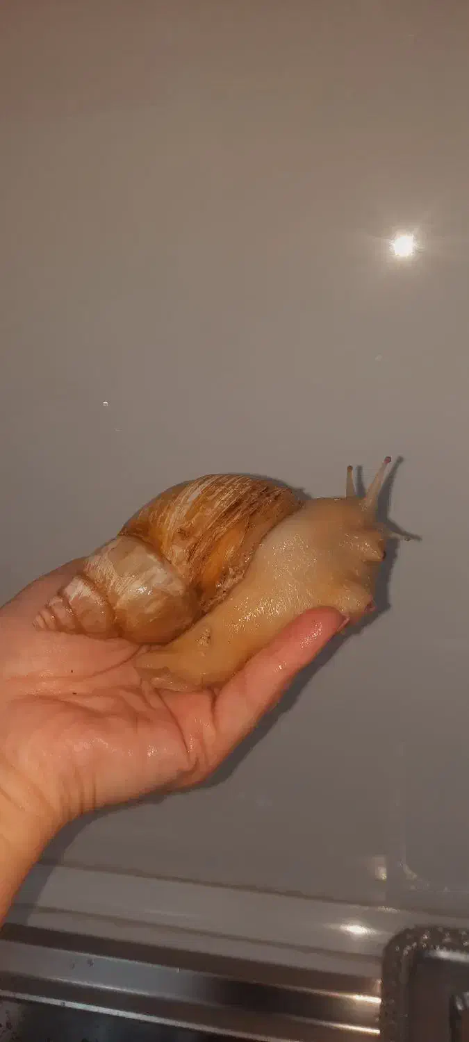 حلزون آچاتینا اسکارگو|آرایشی، بهداشتی، درمانی|میاندوآب, |دیوار