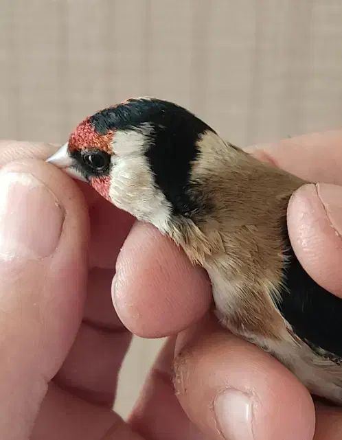 سهره نر نشاندار|پرنده|اردبیل, |دیوار