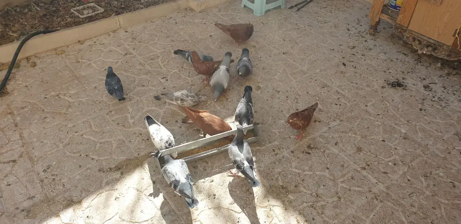 ۸ عدد پلاکی|پرنده|اصفهان, مهدی آباد|دیوار