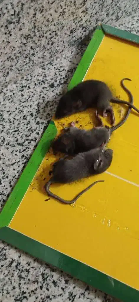 شرکت مبارزه با حشرات و ناقلین سلامت اندیشان طرهان|خدمات نظافت|کوهدشت, |دیوار