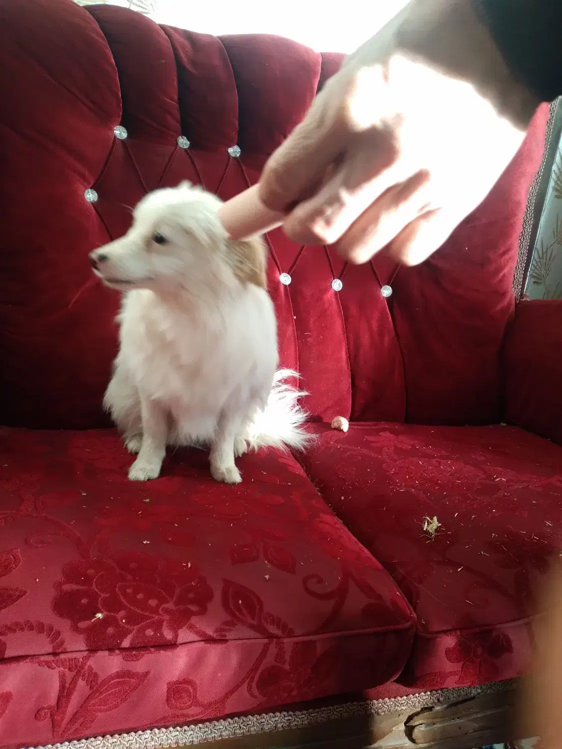 سگ نر|سگ|زنجان, |دیوار