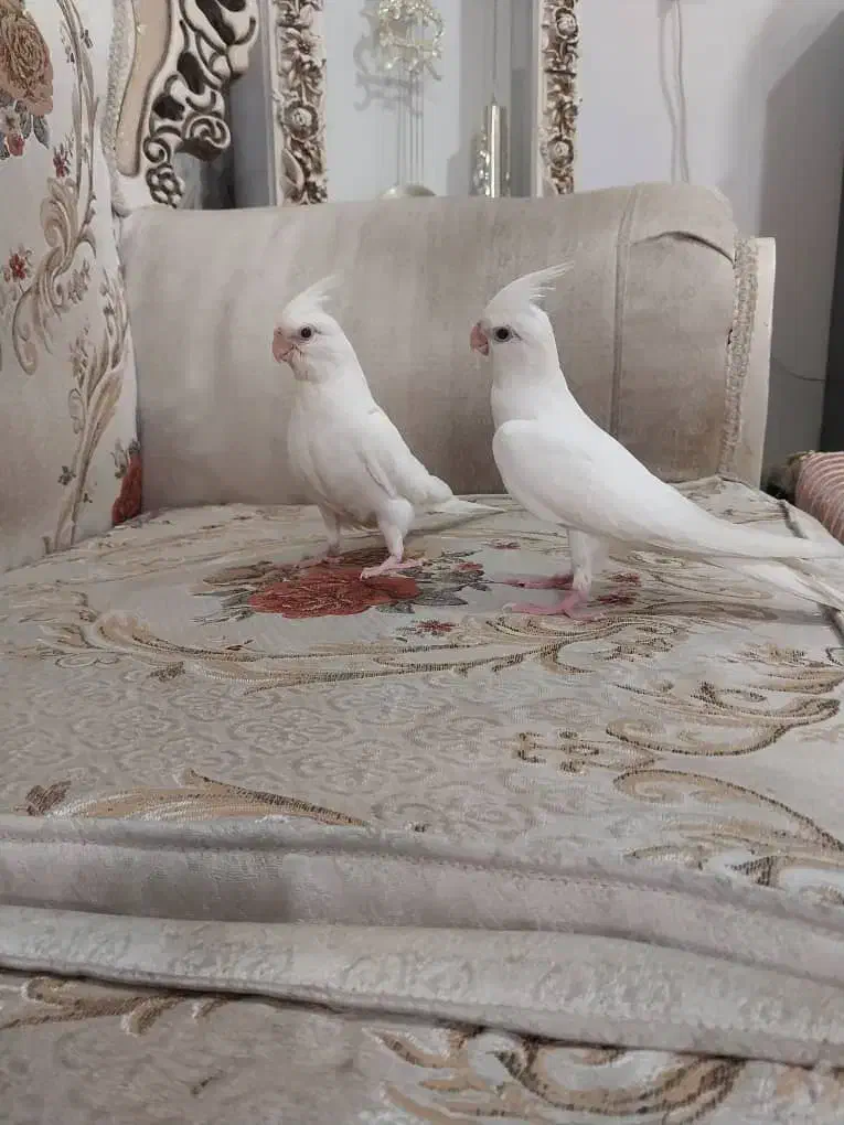 عروس هلندی آلبینو و لوتینو|پرنده|شهریار, شهرک بهاران (ویره)|دیوار