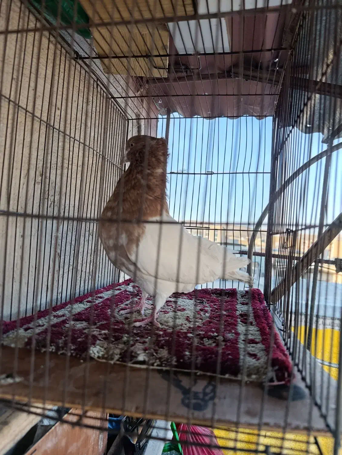 نرکله ای|حیوانات|بروجرد, |دیوار