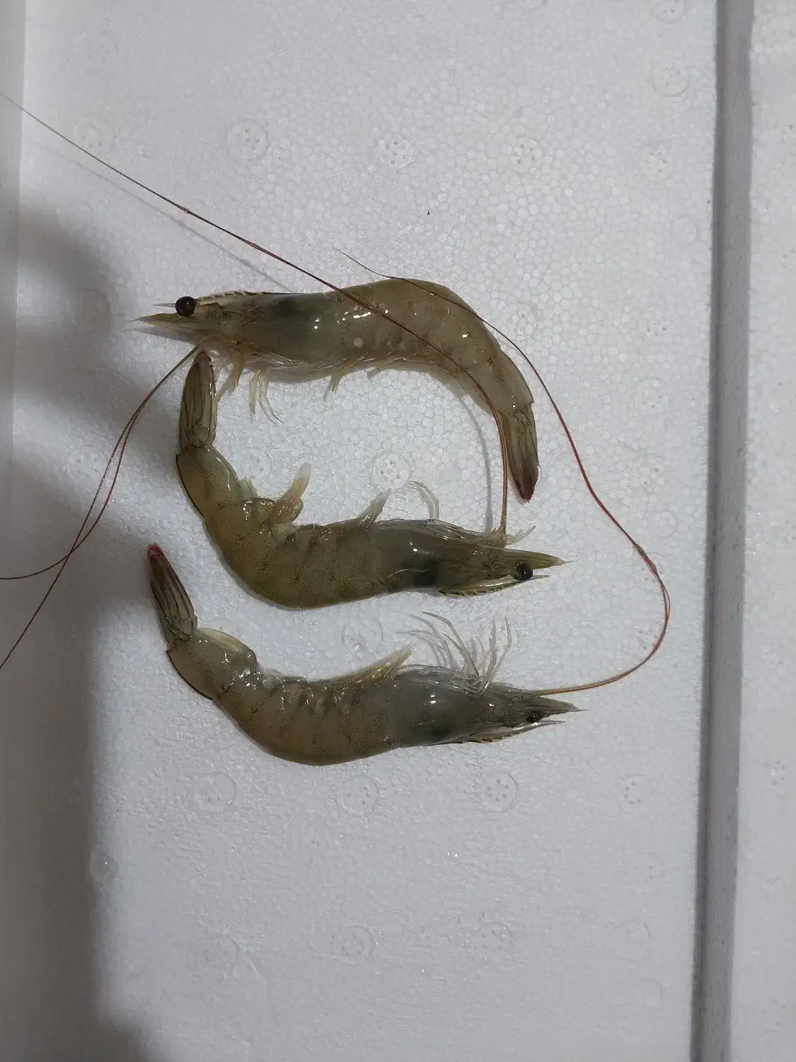 میگو پرورشی صادراتی درجه یک|عمدهفروشی|بندرعباس, |دیوار