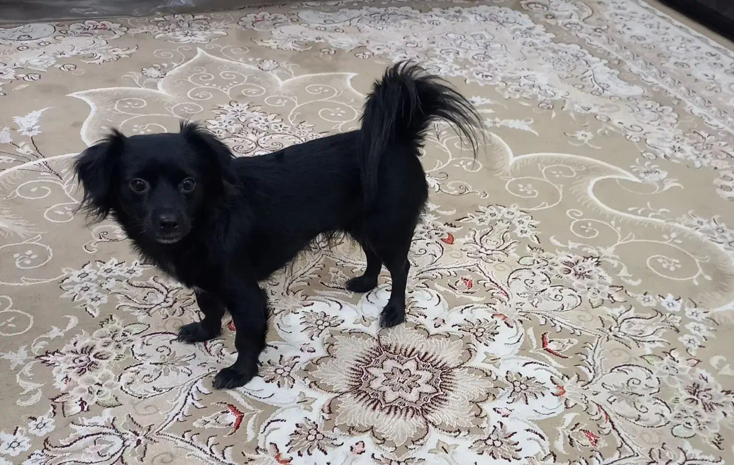 فروش سگ|سگ|اهواز, کمپلو شمالی|دیوار