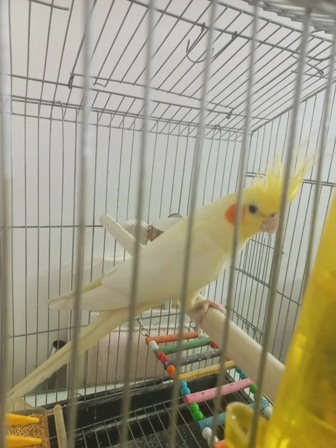 عروس هلندی خشگل کشیده لوتینو|پرنده|مشهد, امیریه|دیوار