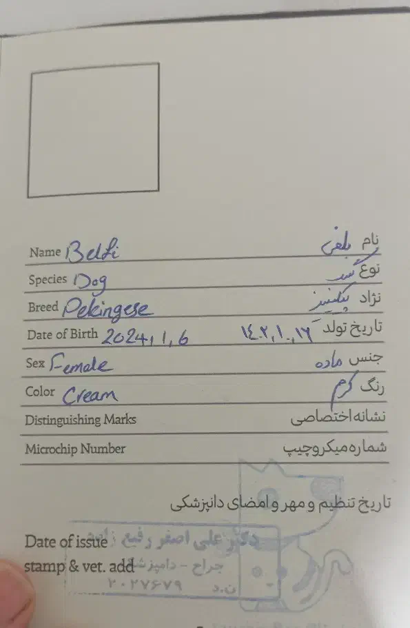 سگ پیکینیز امپریال|سگ|تبریز, |دیوار