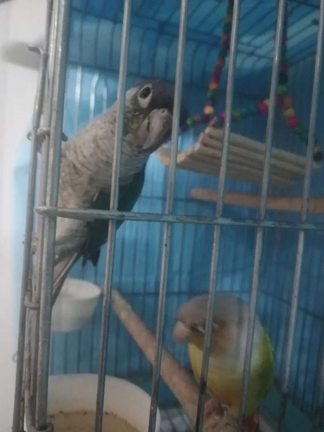 جفت گرینجیک|پرنده|مشهد, ادیب نیشابوری (شهرک غرب)|دیوار