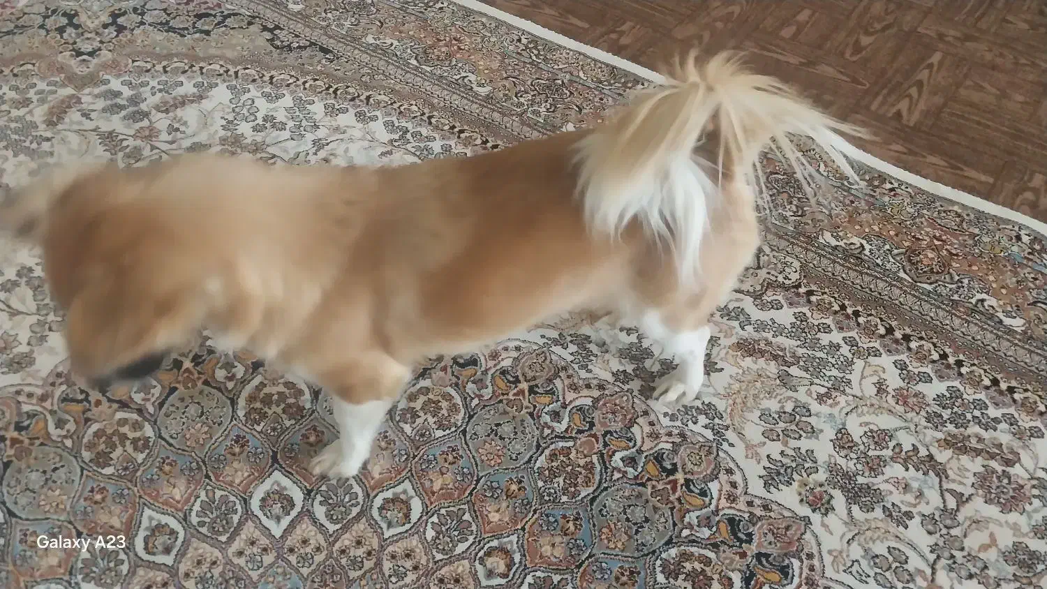 سگ اشپیتز روباهی|سگ|سنندج, |دیوار