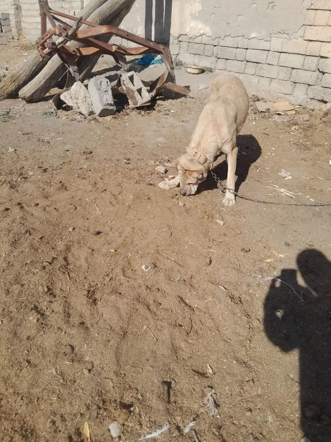 سگ ماده سرابی|سگ|هشترود, |دیوار