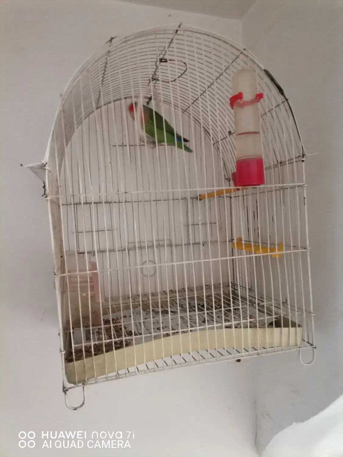 طوطی برزیلی|پرنده|ایلام, |دیوار