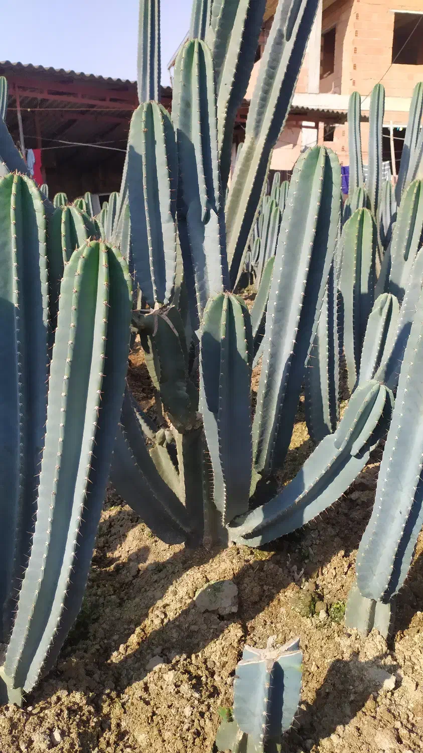 فروش کاکتوس سنپدرو|گل و گیاه طبیعی|زرگرشهر, |دیوار