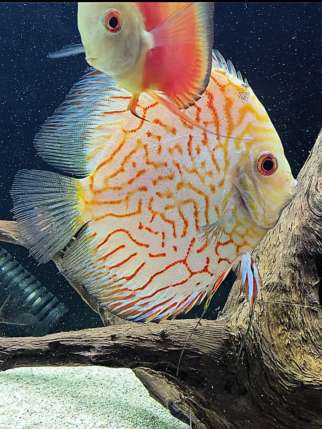 ۴ عدد ماهی دیسکس گرید AA|ماهی|اصفهان, باغ دریاچه|دیوار