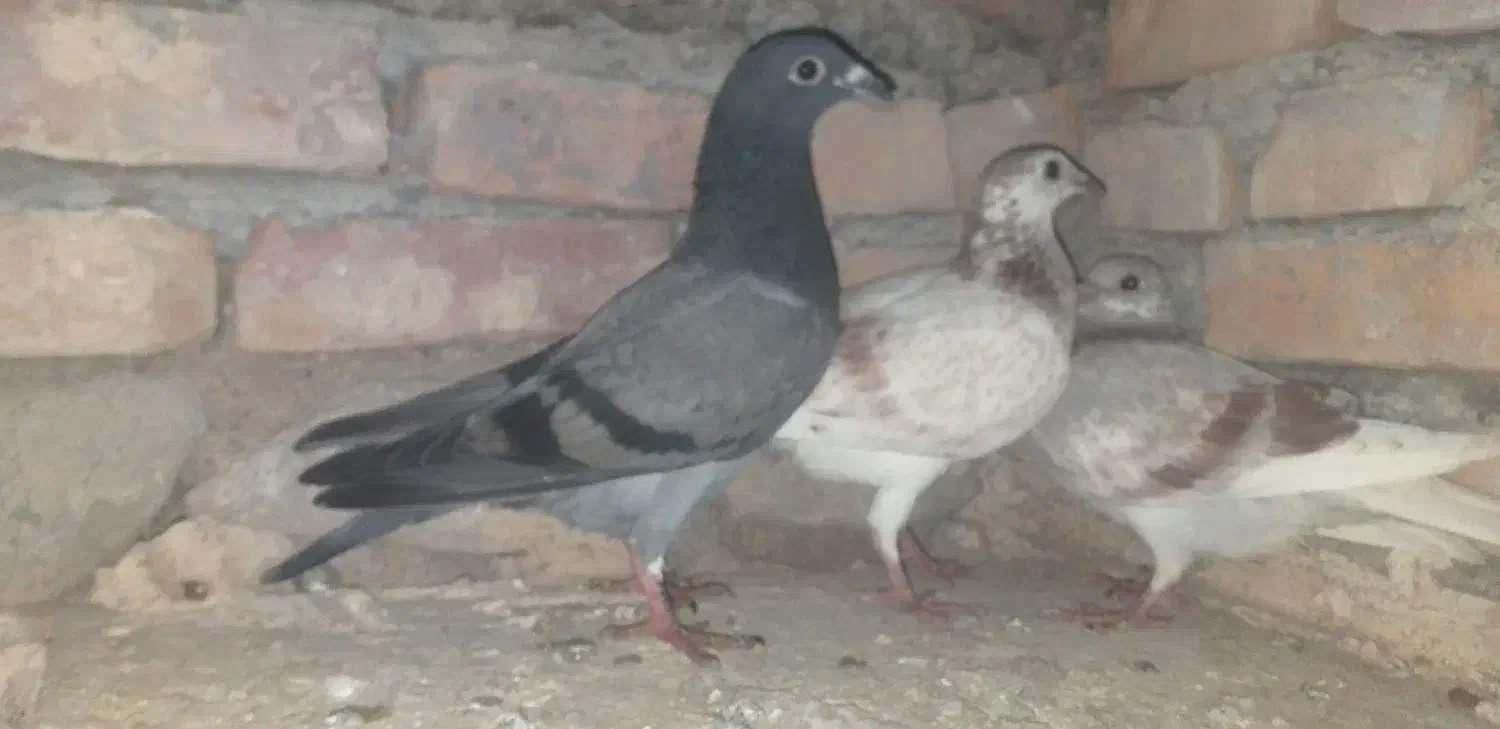 پلاکی|پرنده|بستان آباد, |دیوار