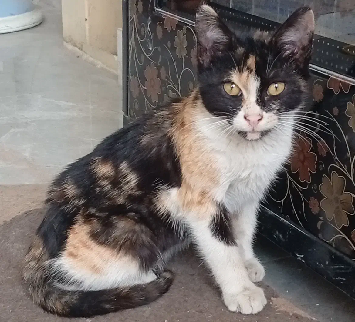 گربه کوچولو|گربه|رشت, استادسرا|دیوار