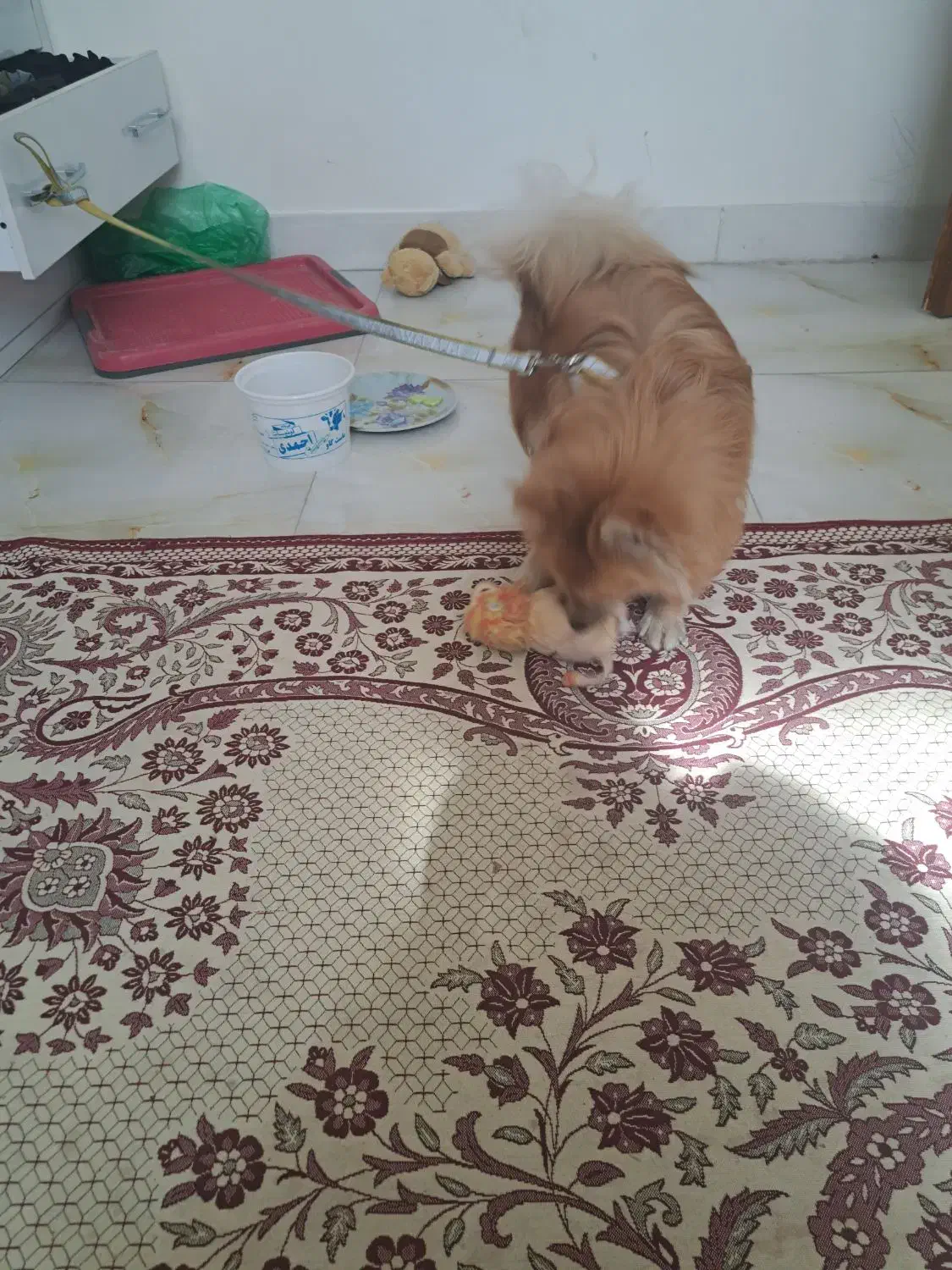 پاپی روباهی|سگ|اصفهان, رهنان|دیوار