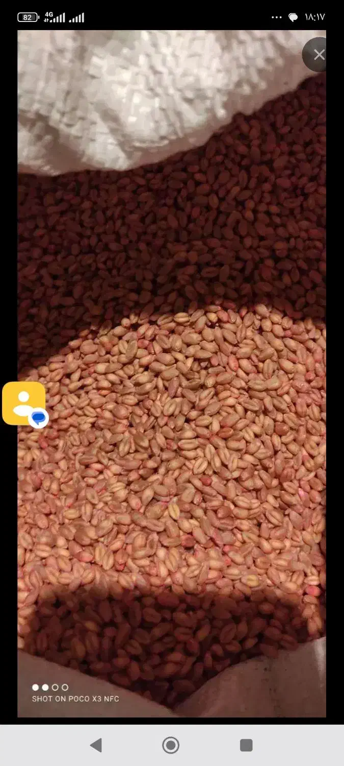 بذر گندم پیشگام|گل و گیاه طبیعی|مهربان, |دیوار