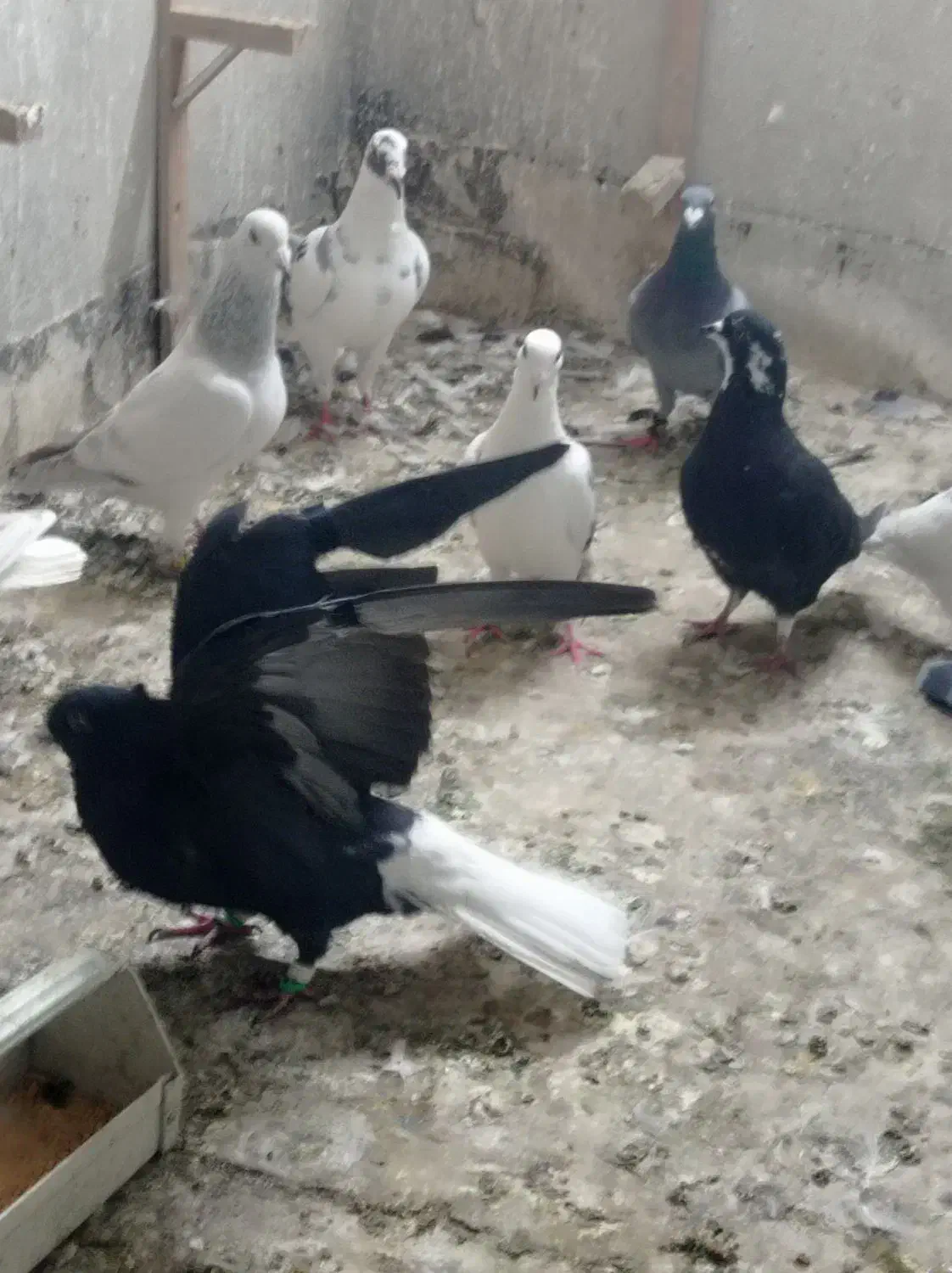 کفتر زاغ دمسفید|پرنده|مشهد, خواجه ربیع|دیوار