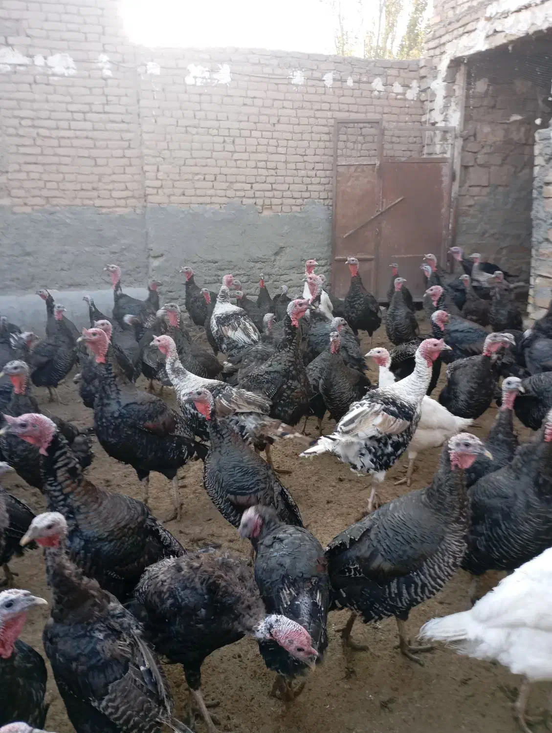 بوقلمون جوان ارگانیک|حیوانات مزرعه|چناران, |دیوار