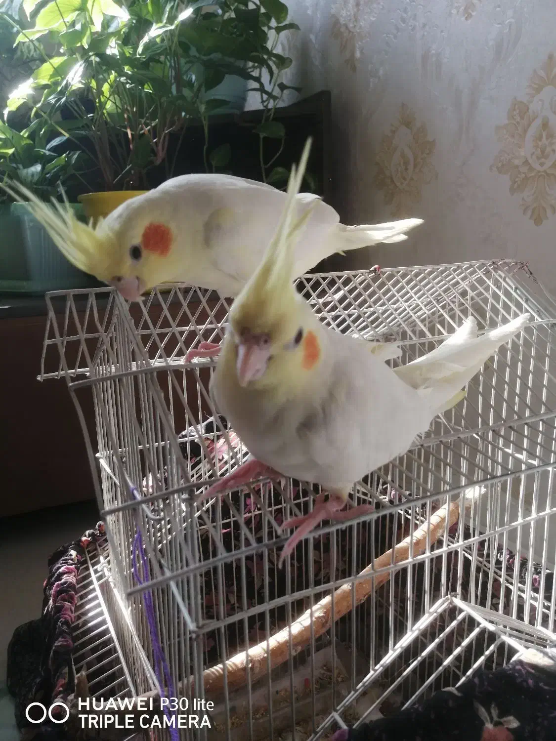 عروس هلندی|پرنده|کرج, شهرک امام رضا (ع)|دیوار