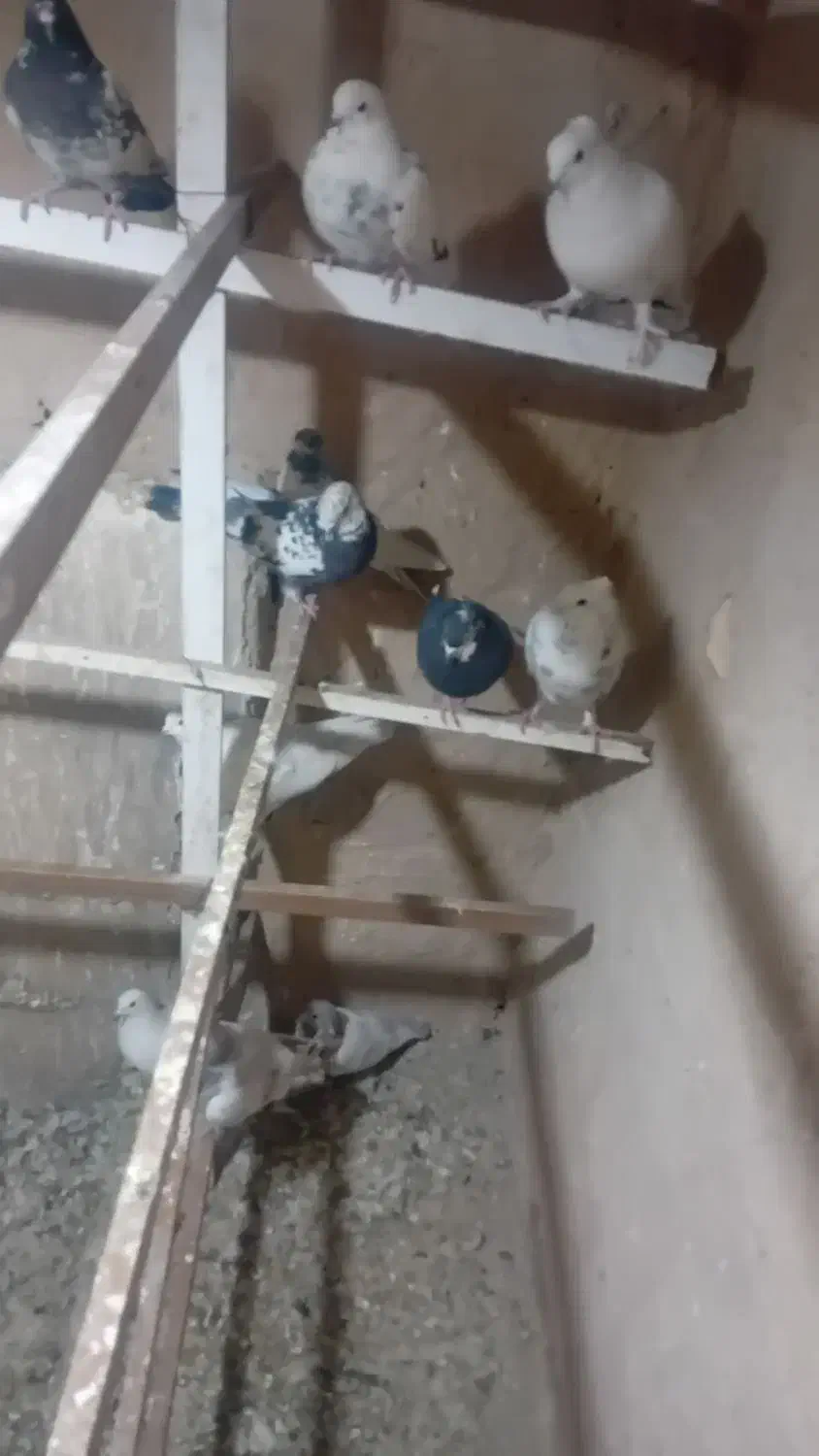 کفتر|پرنده|ری, منصوریه منگل|دیوار