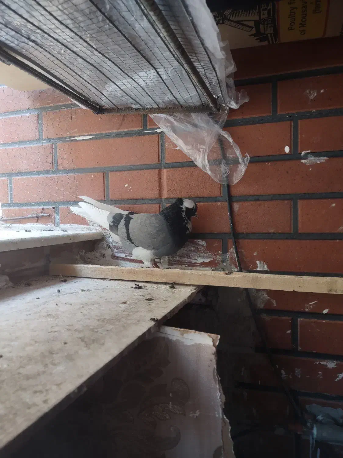 ابلغ|پرنده|پردیس, فاز ۸|دیوار