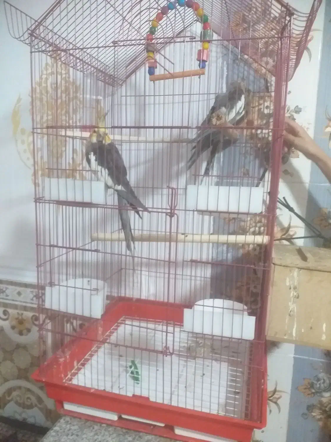 شادگان|پرنده|شادگان, |دیوار