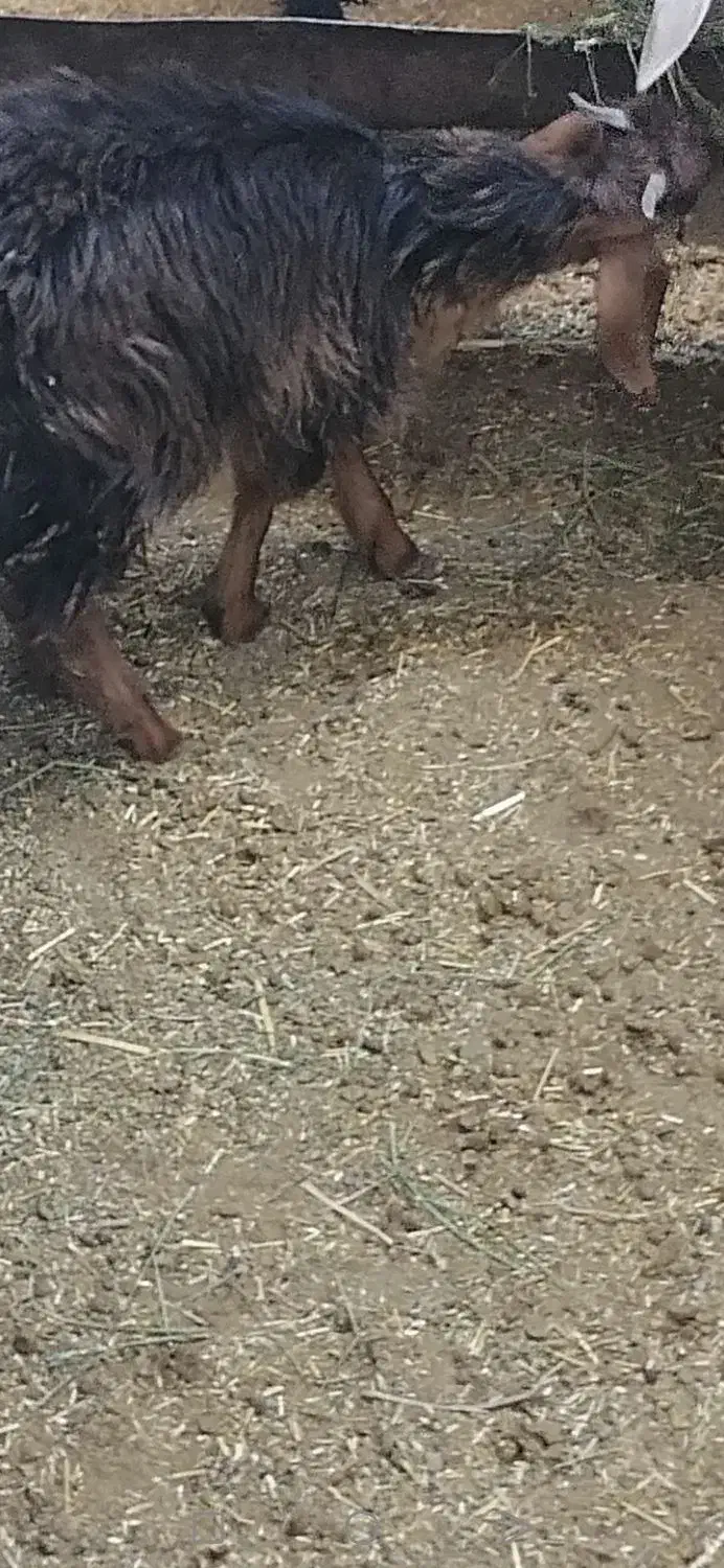 بزغاله ماده|حیوانات مزرعه|چناران, |دیوار