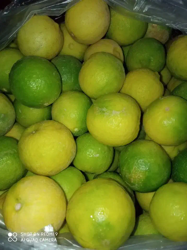 لیمو ترش تازه آبدار خانگی|حراج|سراوان, |دیوار