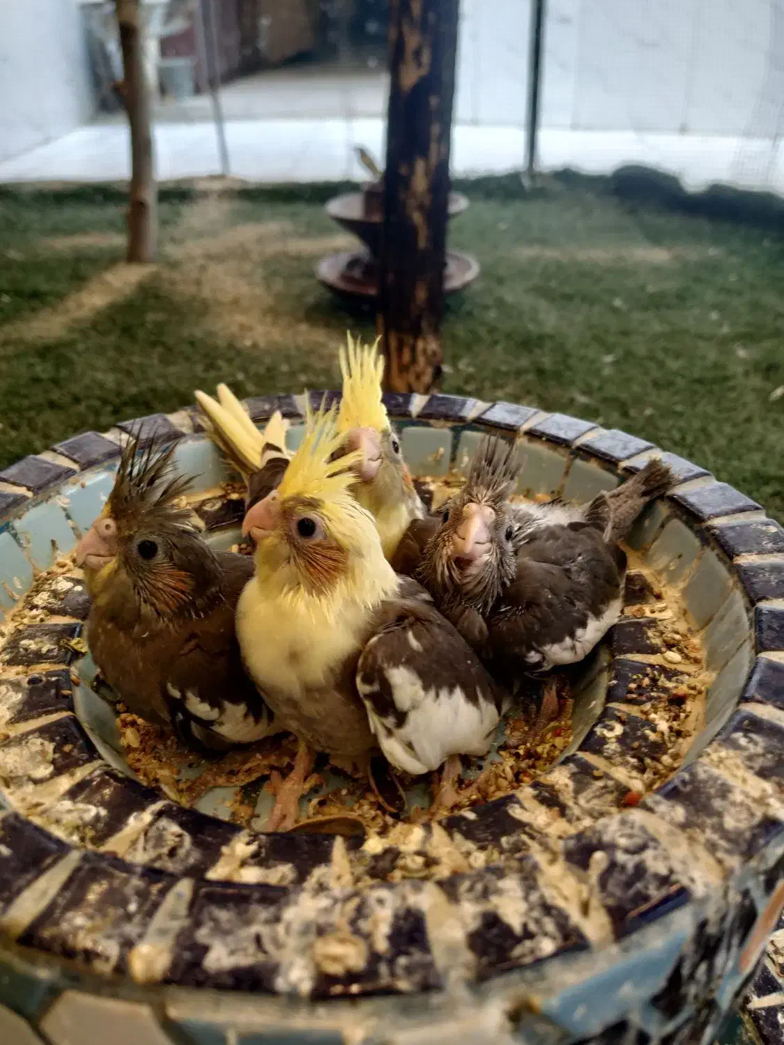 جوجه عروس هلندی سرلاکی|پرنده|قشم, |دیوار